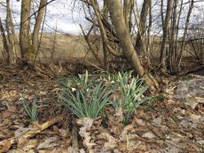 Galanthus-alpinus_Дунайка_стация